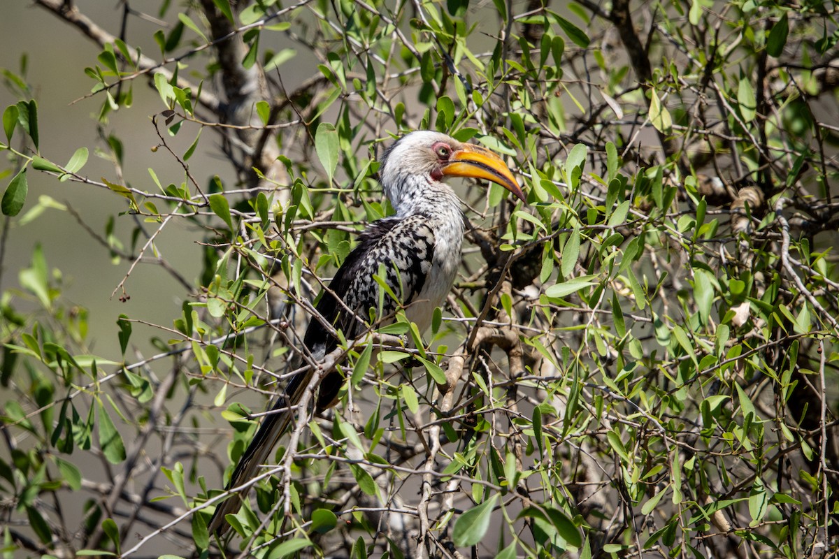 Southern Yellow-billed Hornbill - ML645760250