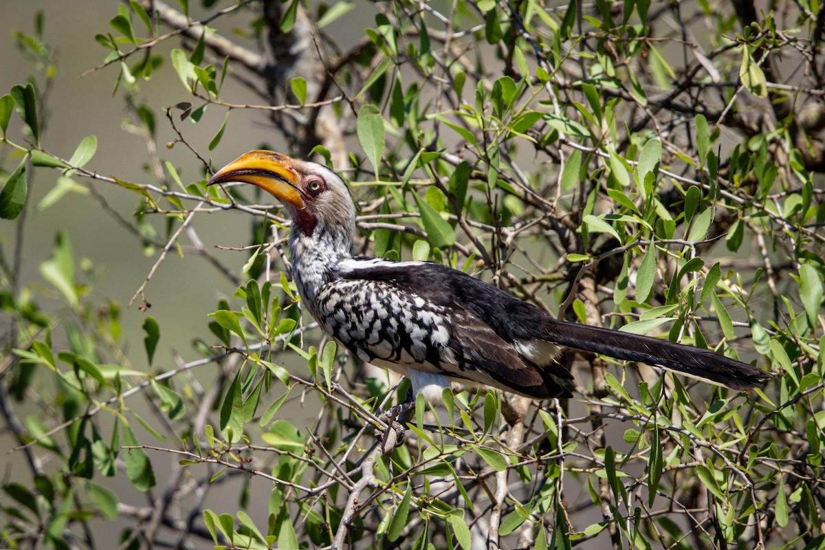 Southern Yellow-billed Hornbill - ML645760251