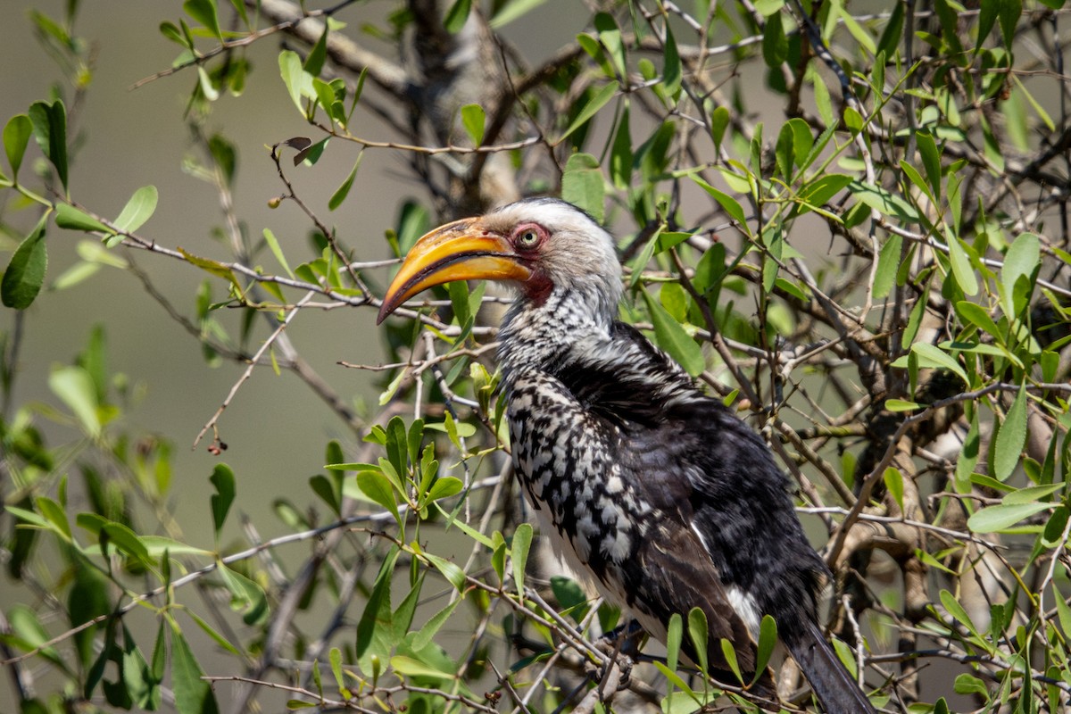 Southern Yellow-billed Hornbill - ML645760252