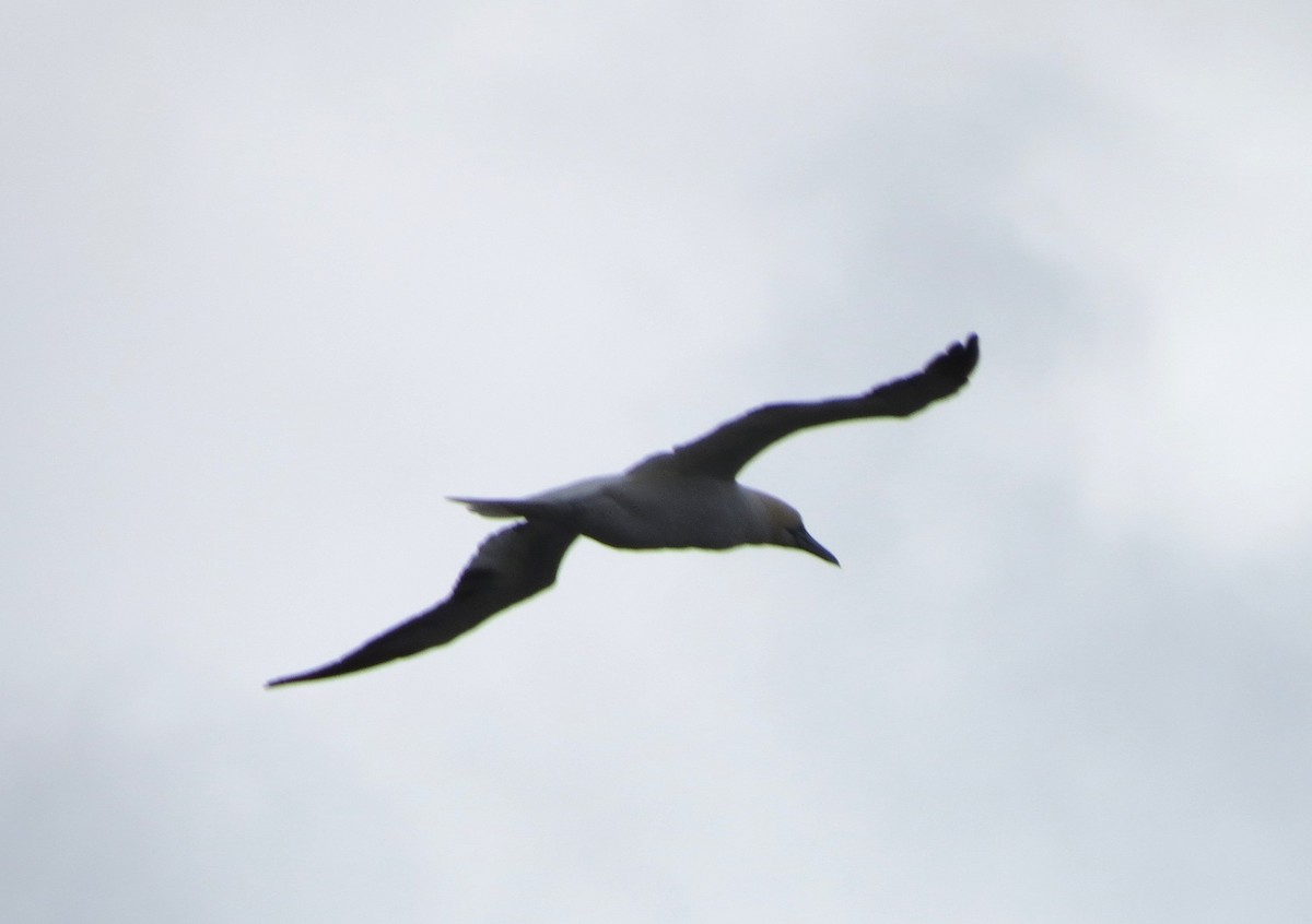 Northern Gannet - ML645760253