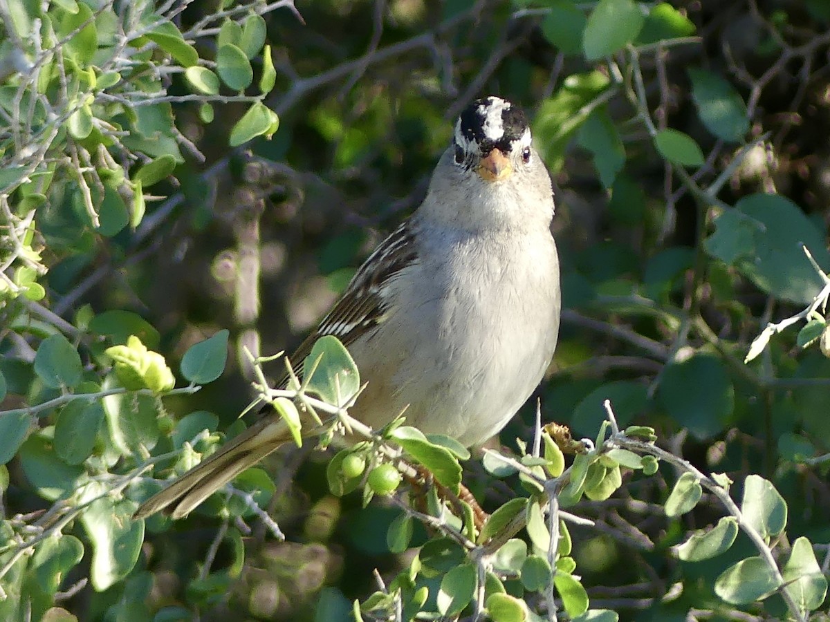 White-crowned Sparrow - ML645760254