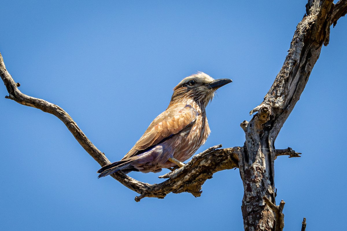 Lilac-breasted Roller - ML645760255