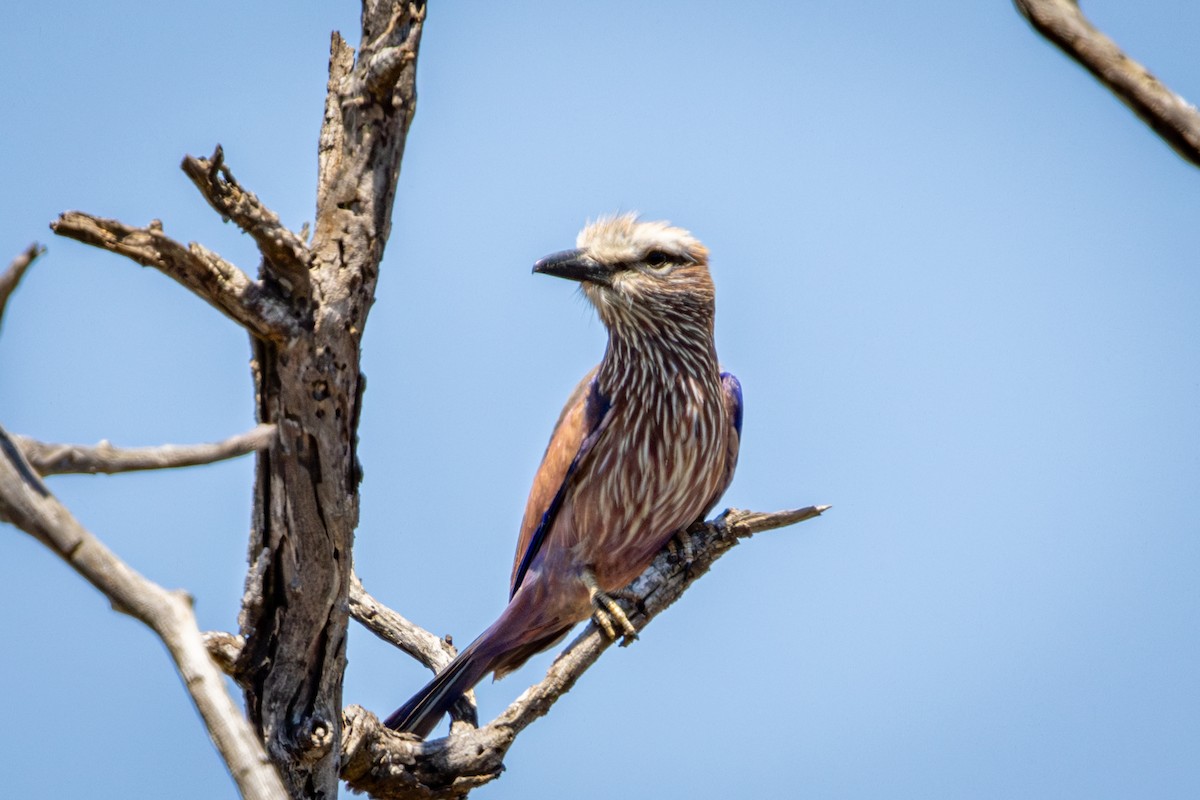 Lilac-breasted Roller - ML645760256
