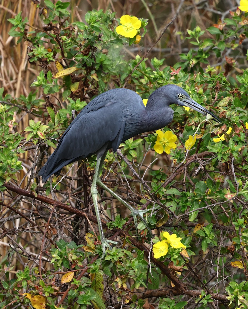 Little Blue Heron - ML645760260