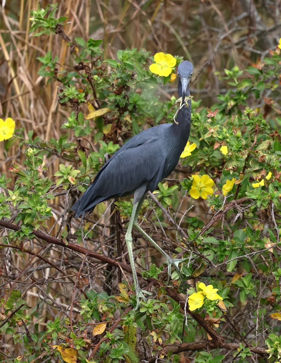 Little Blue Heron - ML645760261
