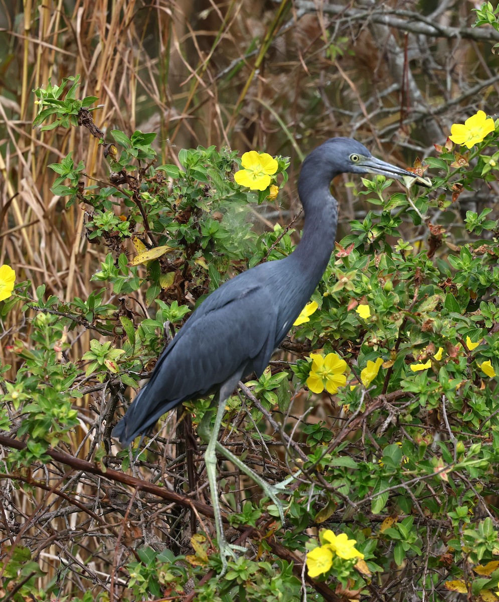 Little Blue Heron - ML645760262
