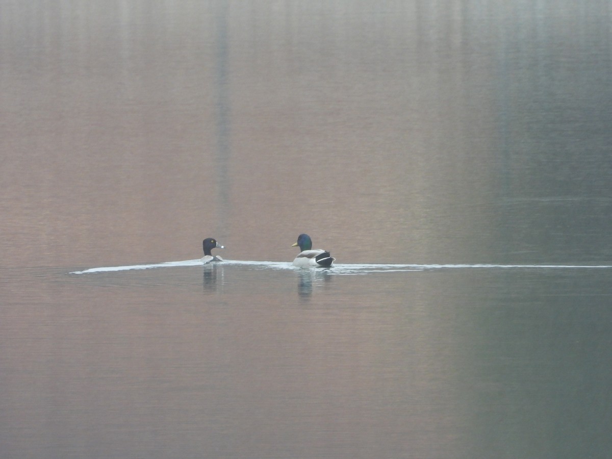 Ring-necked Duck - ML645760263