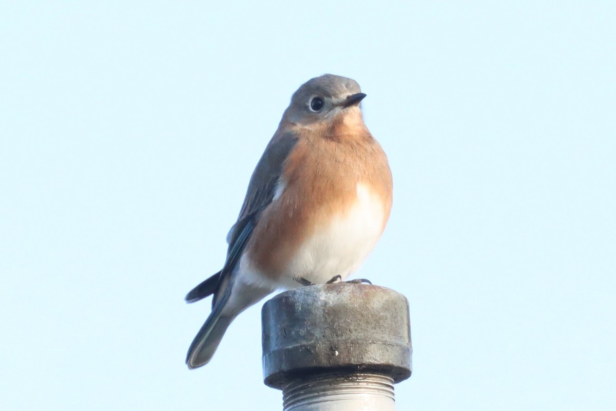 Eastern Bluebird - ML645760264