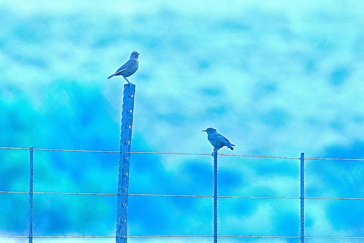 Southern Anteater-Chat - ML645760265