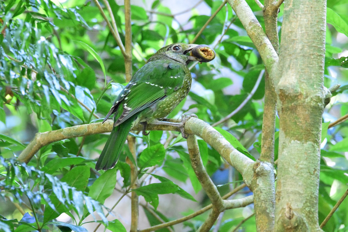 Green Catbird - ML645760266
