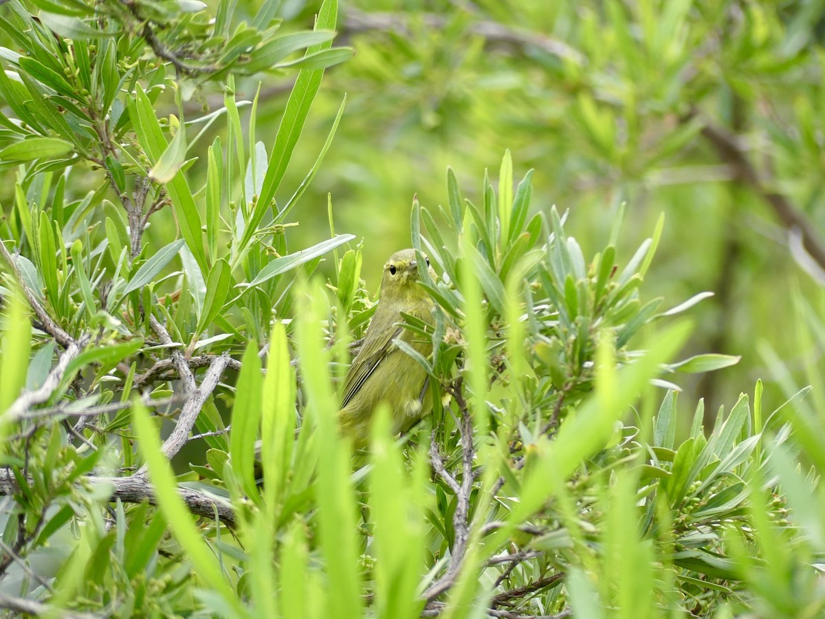 Orange-crowned Warbler - ML645760268