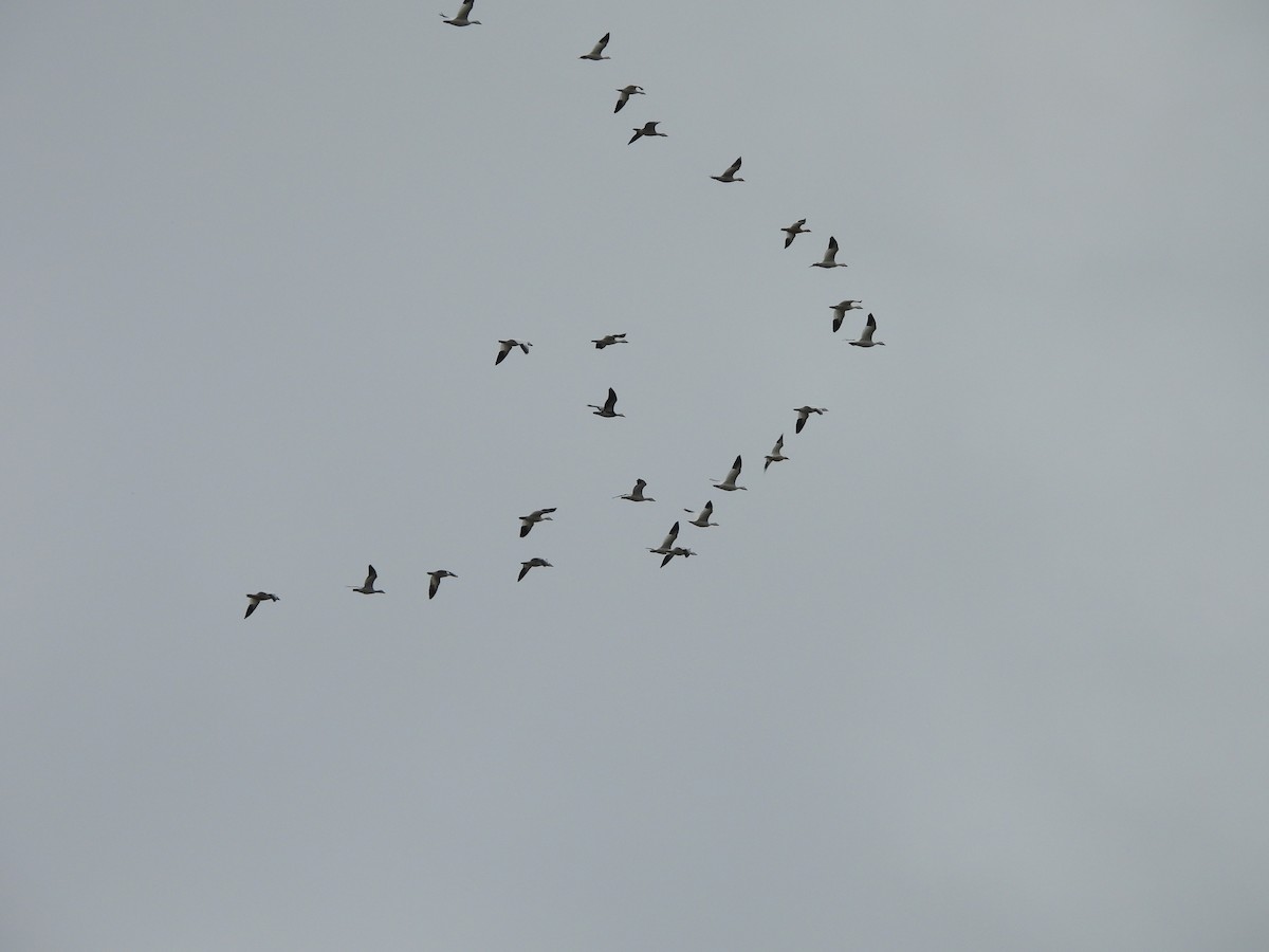 Snow Goose - ML645760269