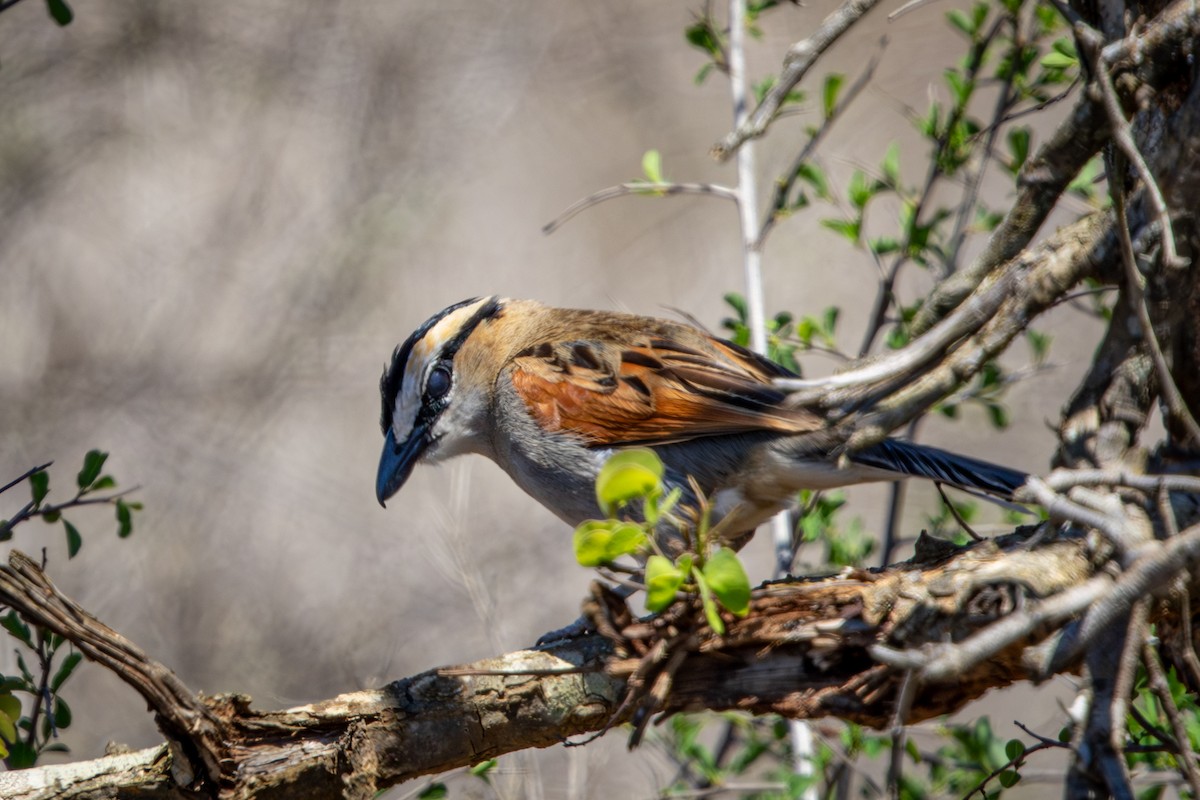 Black-crowned Tchagra - ML645760273