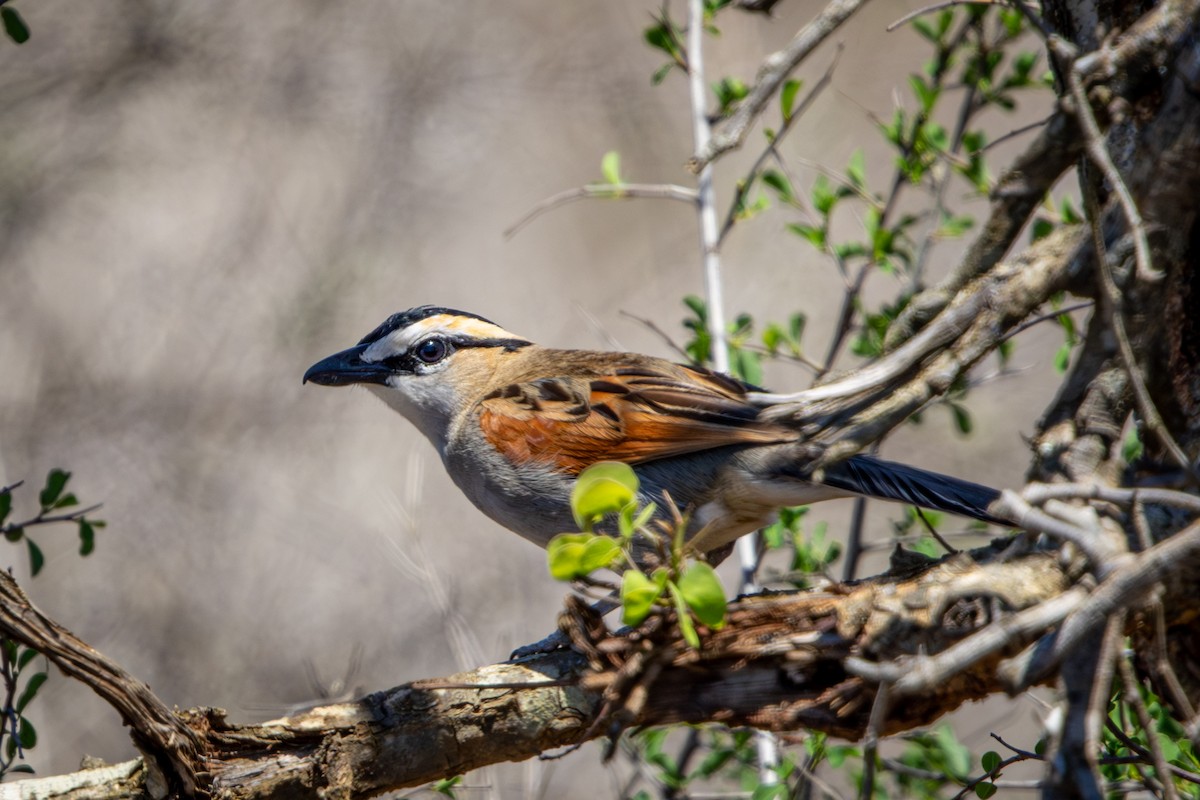 Black-crowned Tchagra - ML645760274