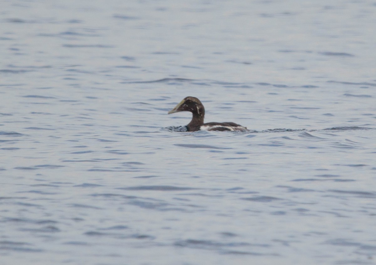 Common Eider - ML645760275