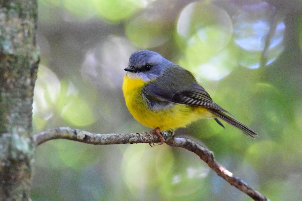 Eastern Yellow Robin - ML645760276