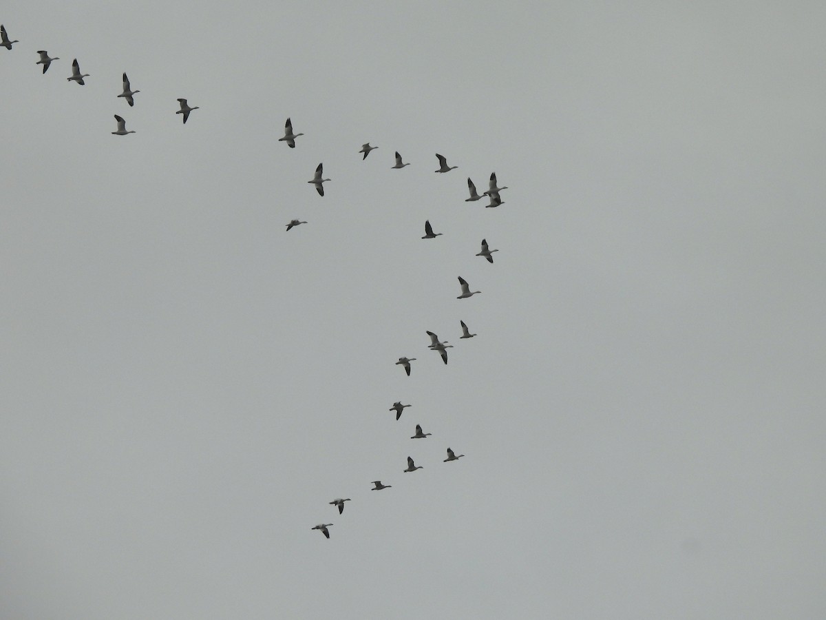 Snow Goose - ML645760278