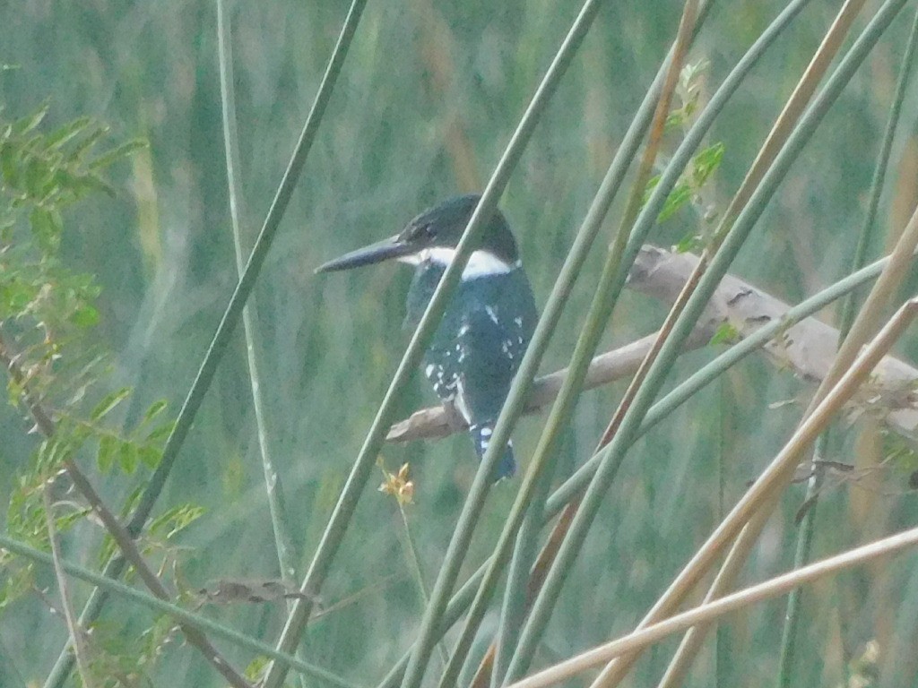 Ringed Kingfisher - ML645760279