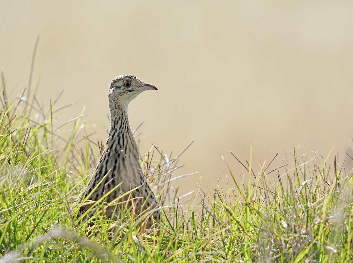 Spotted Nothura - ML645760280