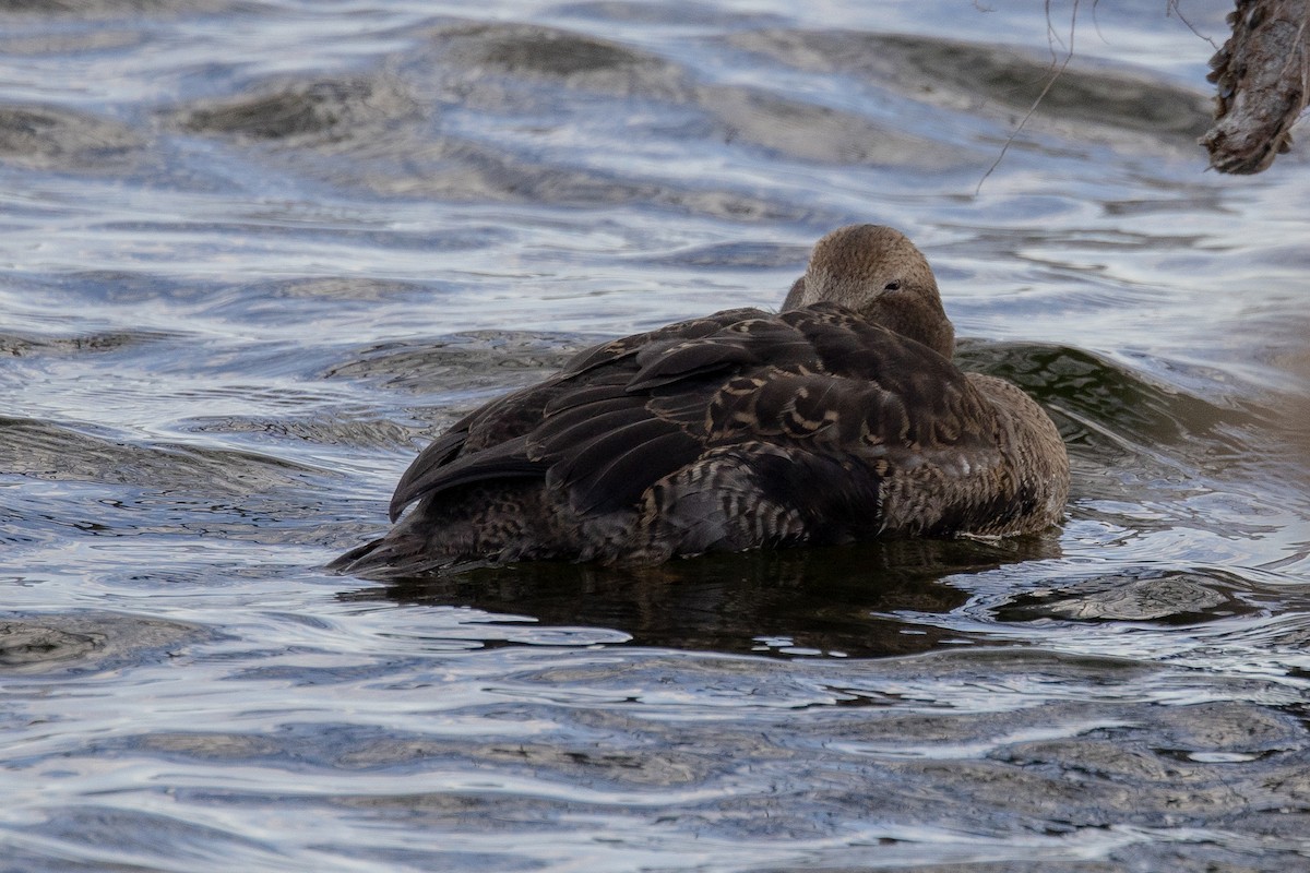 Common Eider - ML645760282