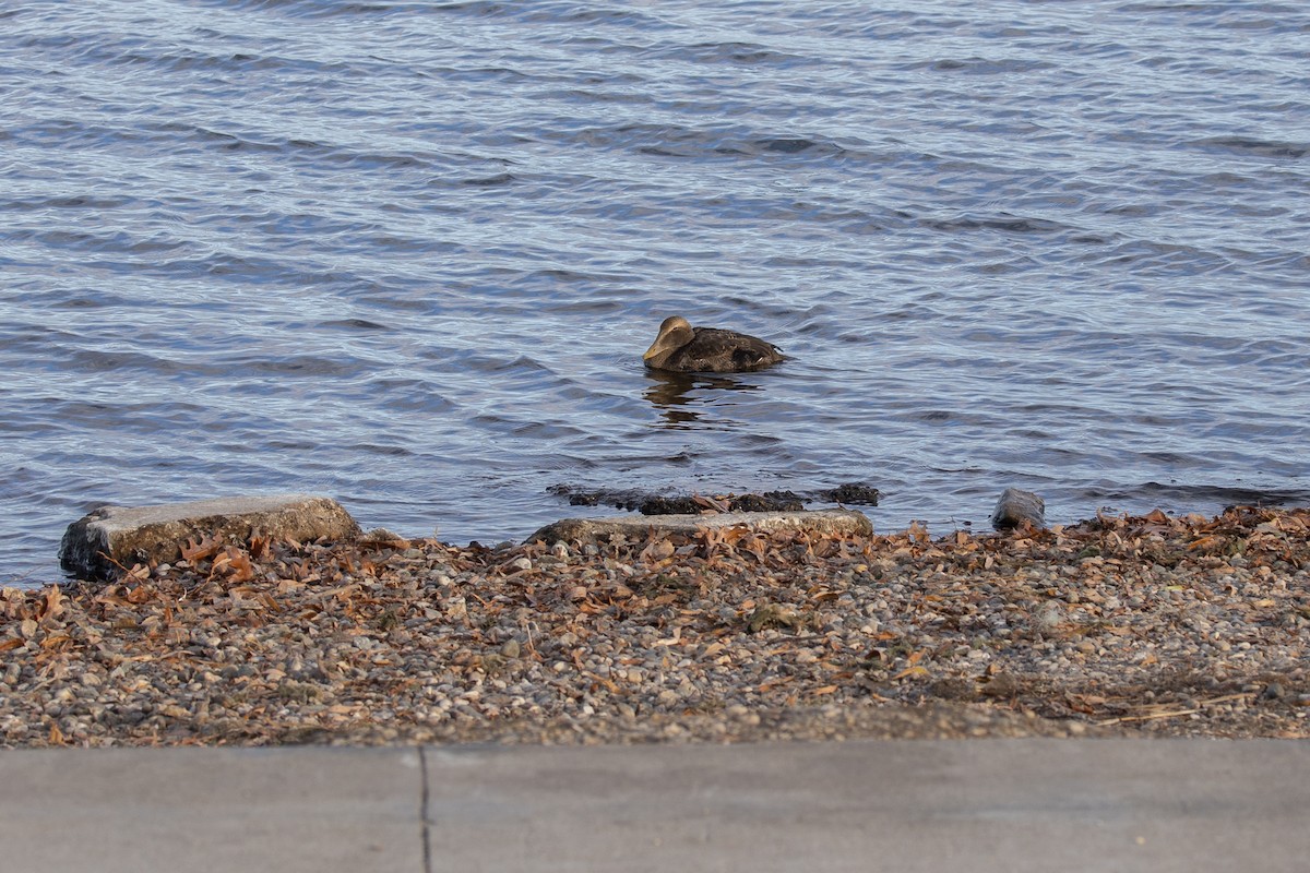 Common Eider - ML645760283