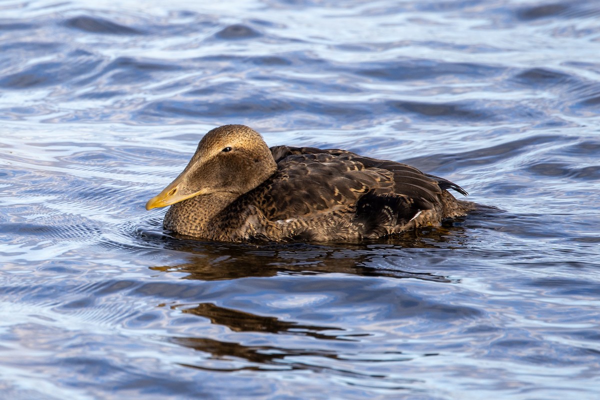 Common Eider - ML645760284