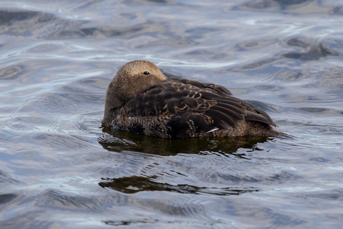 Common Eider - ML645760285