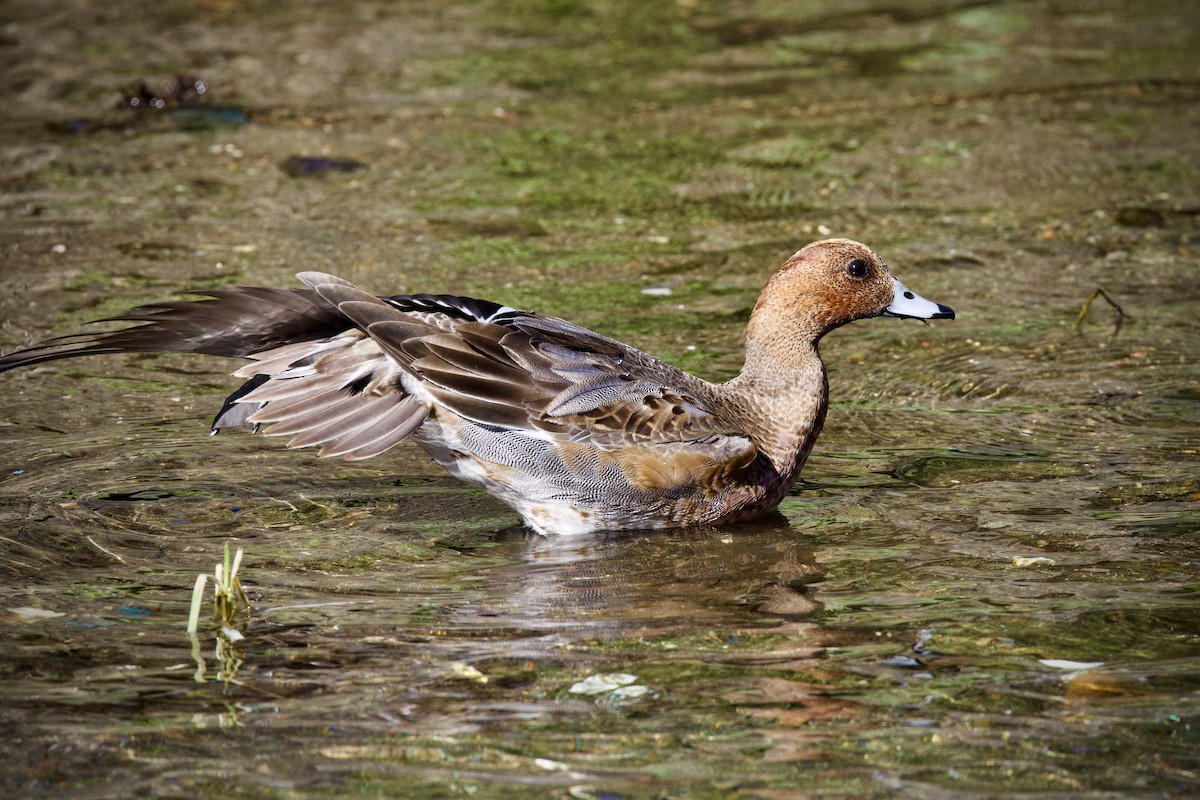 Eurasian Wigeon - ML645760289