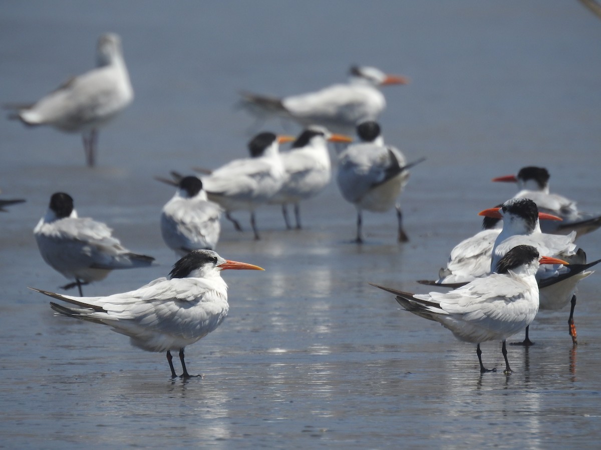 Royal Tern - ML645760290