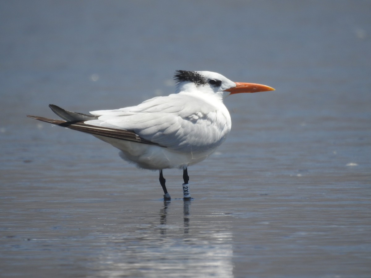 Royal Tern - ML645760291