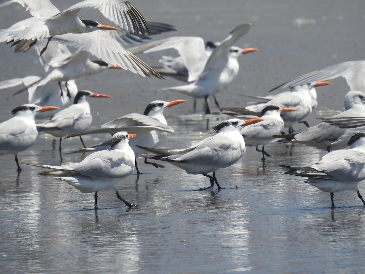 Royal Tern - ML645760292