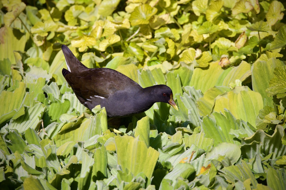 Eurasian Moorhen - ML645760305
