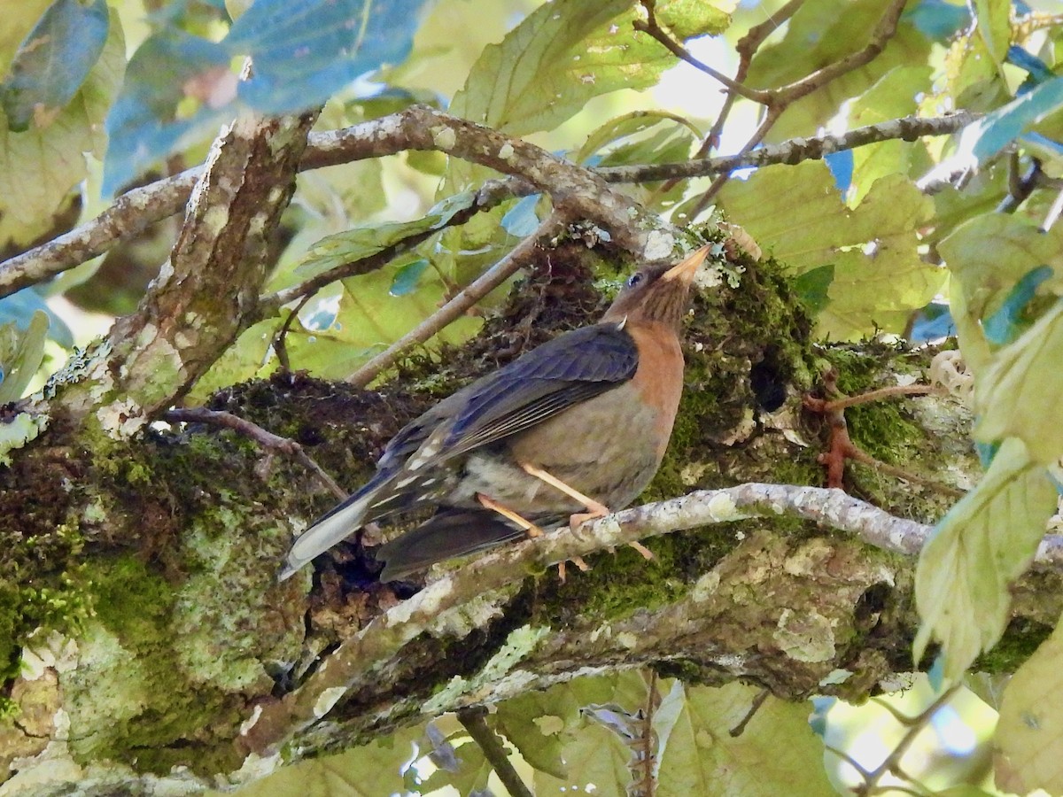 Rufous-collared Robin - ML645760307