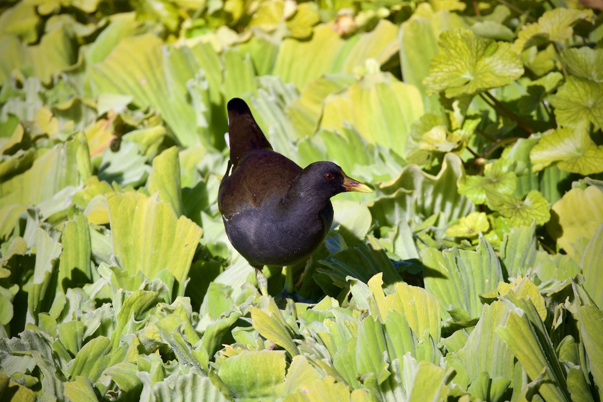 Eurasian Moorhen - ML645760313