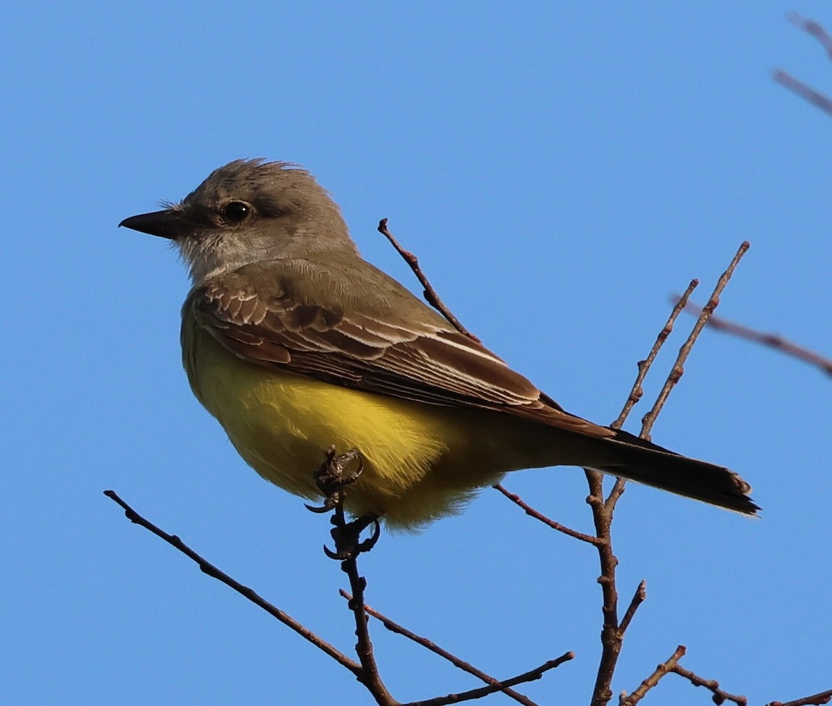 Western Kingbird - ML645760318