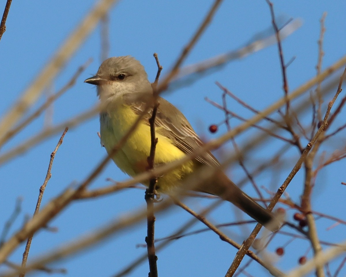 Western Kingbird - ML645760319