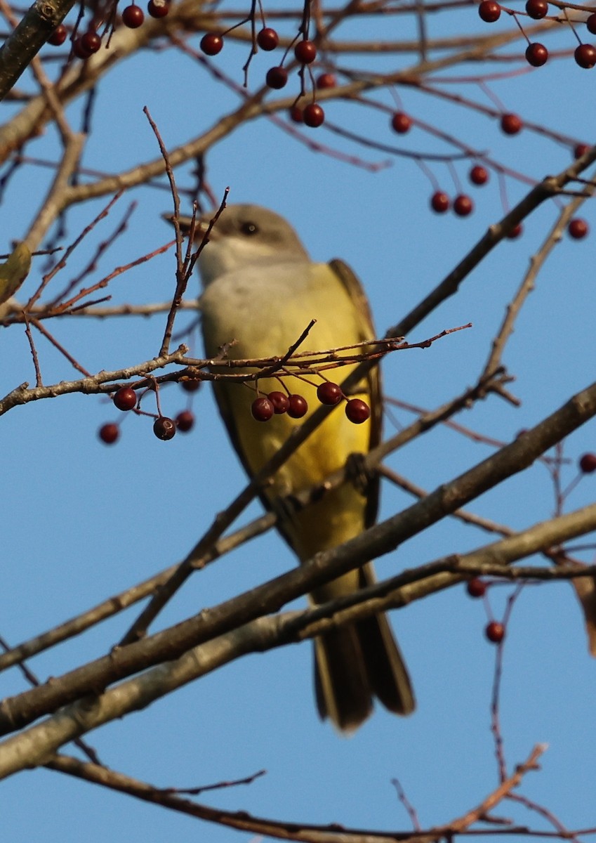 Western Kingbird - ML645760320