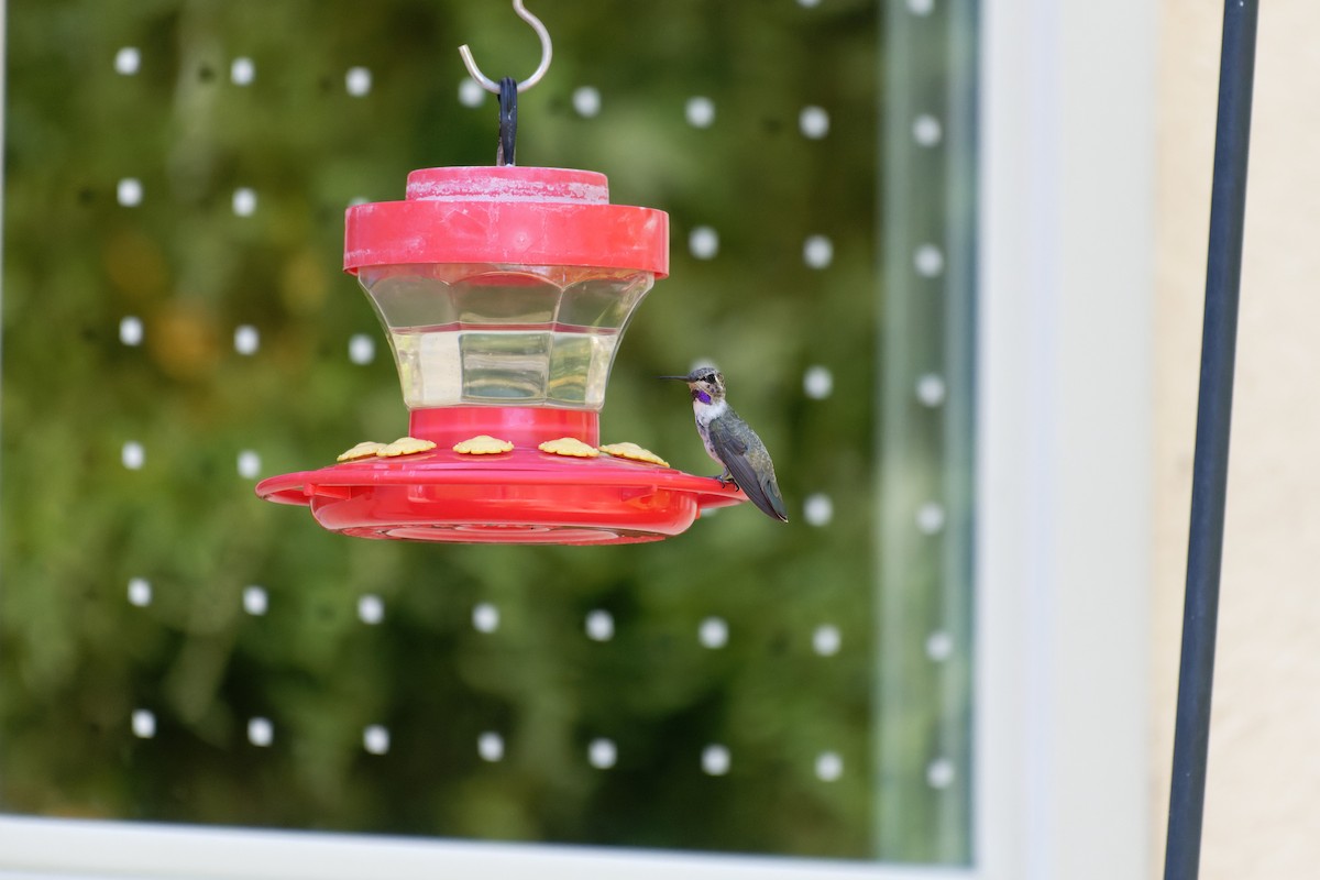 Costa's Hummingbird - ML645760326