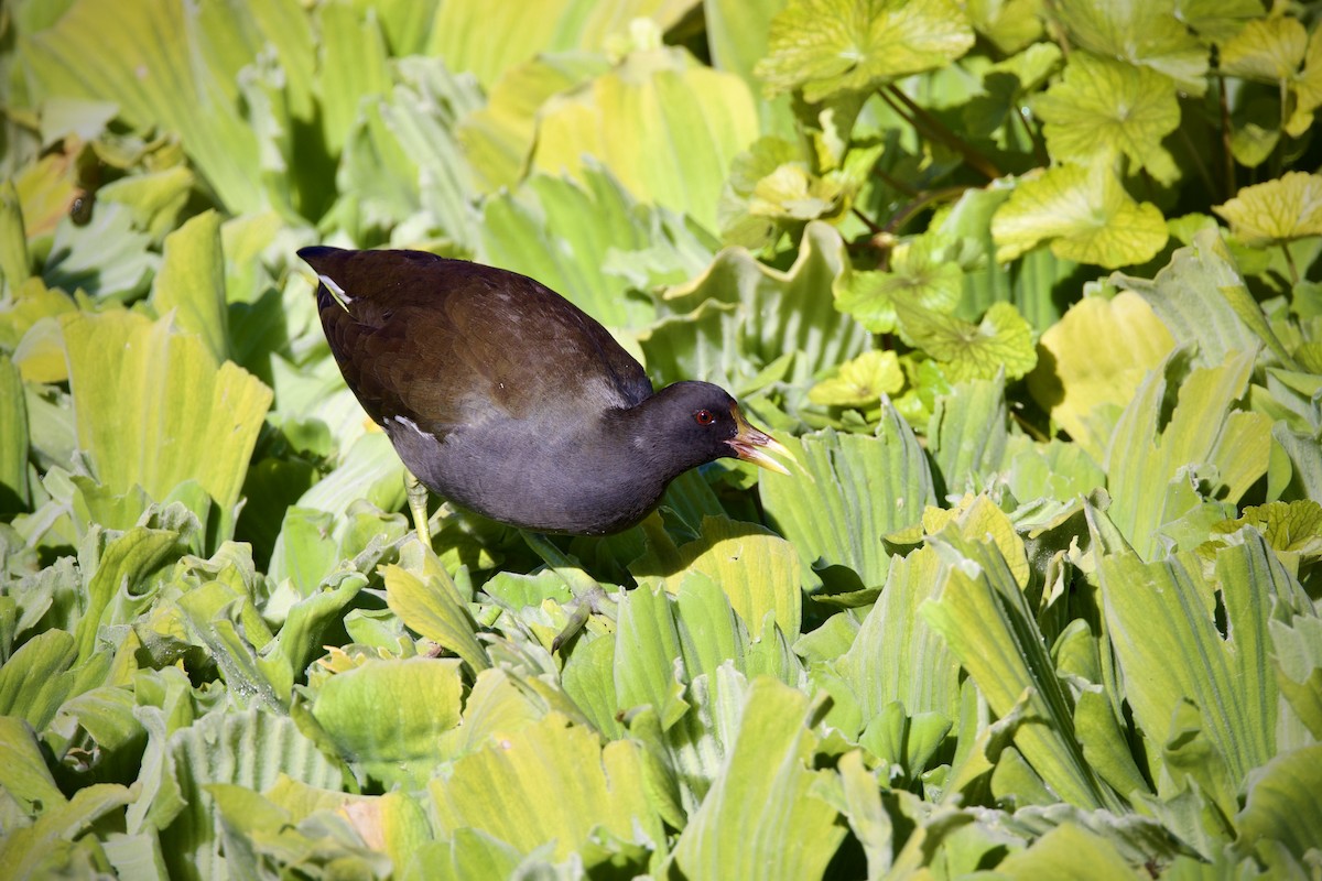 Eurasian Moorhen - ML645760327