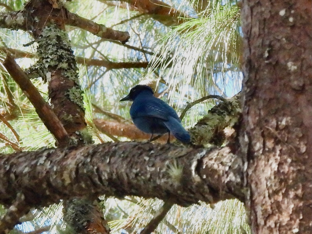 Steller's Jay - ML645760329
