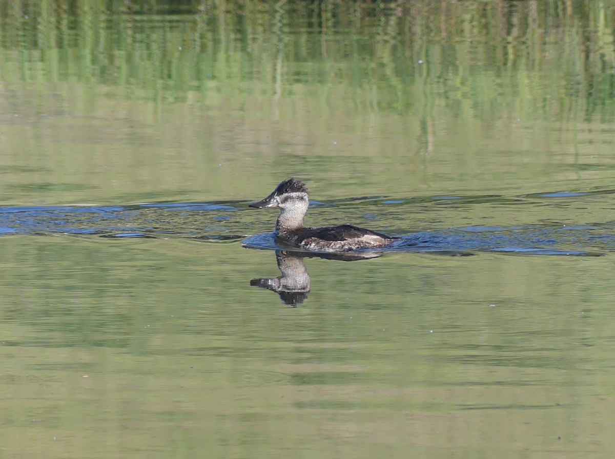 Ruddy Duck - ML645760351