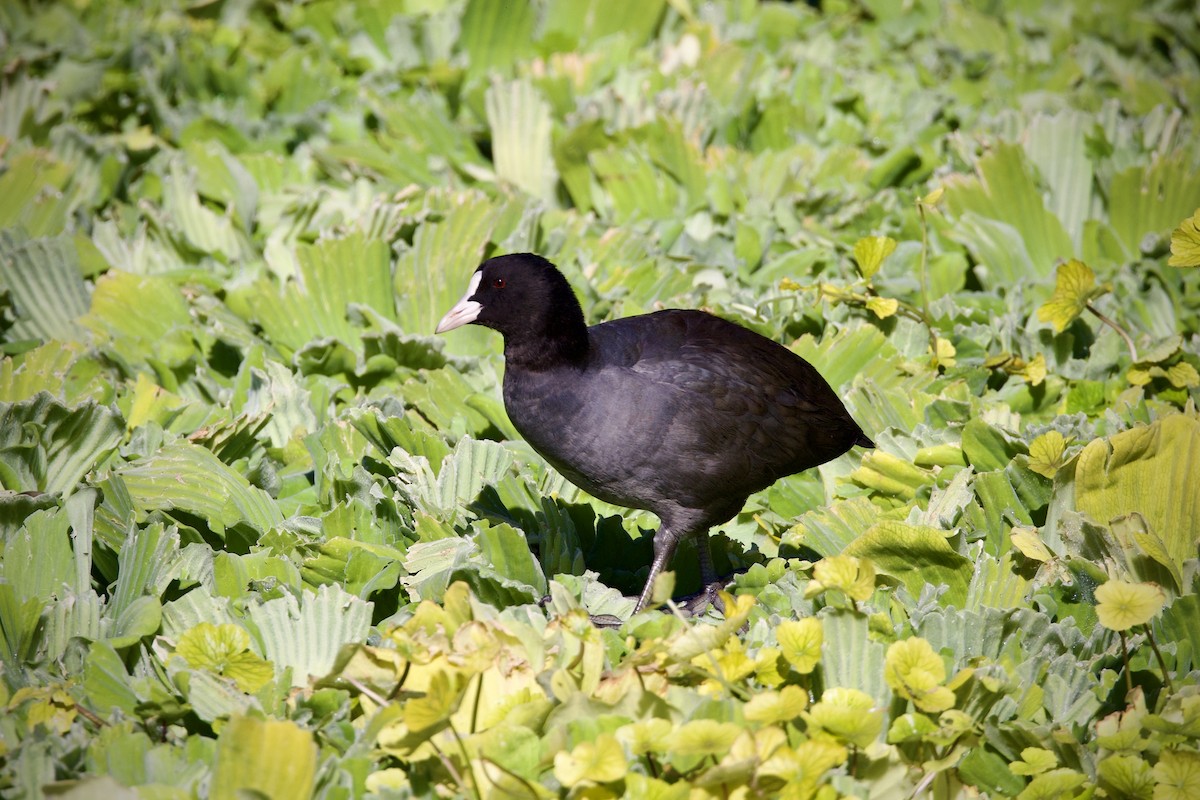 Eurasian Coot - ML645760352