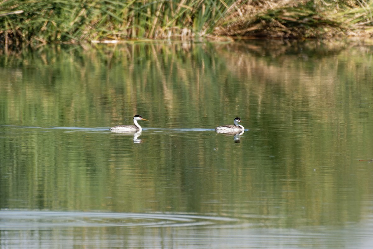 Western Grebe - ML645760353