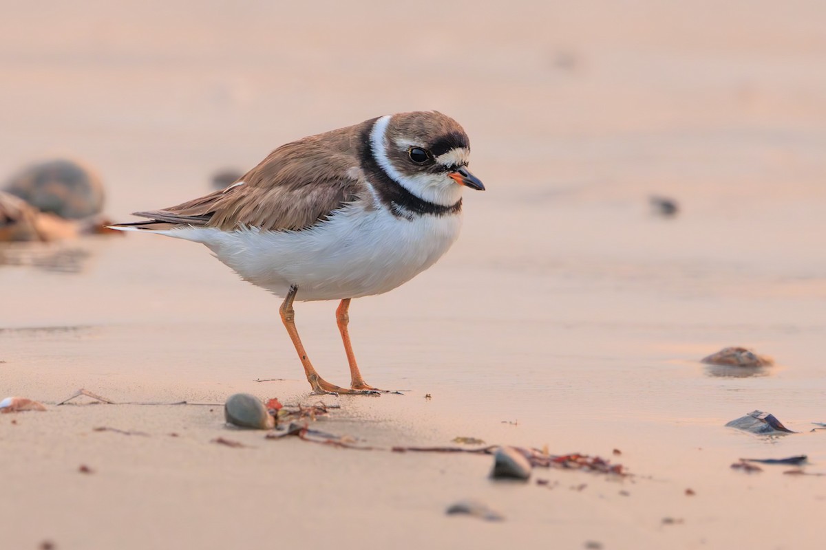 Semipalmated Plover - ML645760366