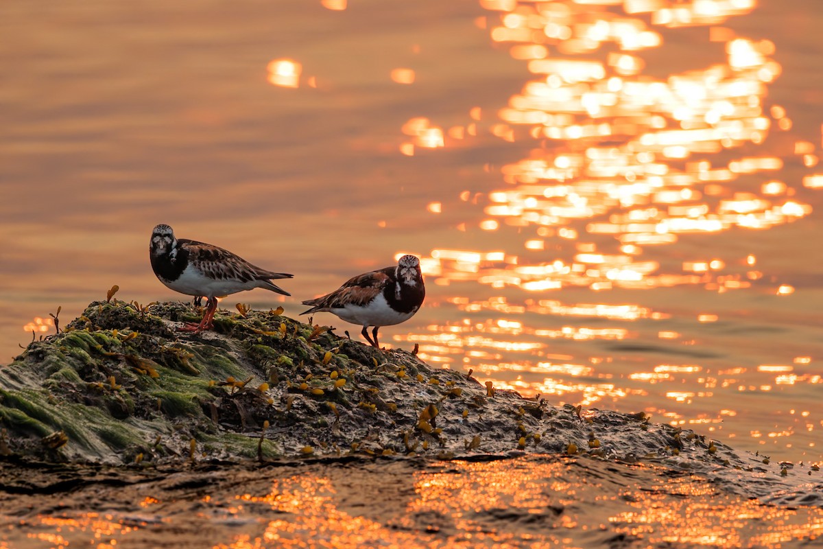 Voltapietre - ML645760369