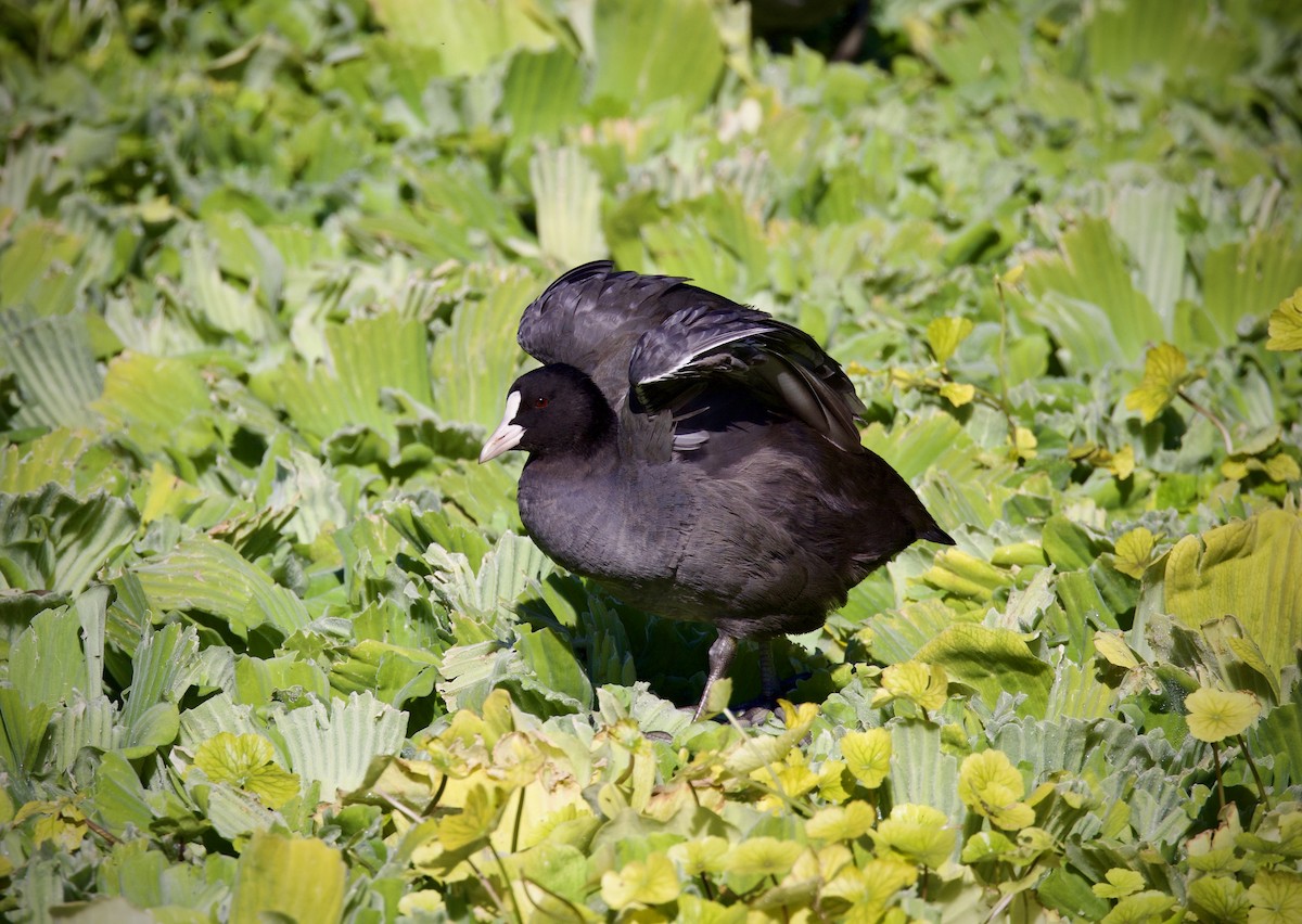 Eurasian Coot - ML645760370