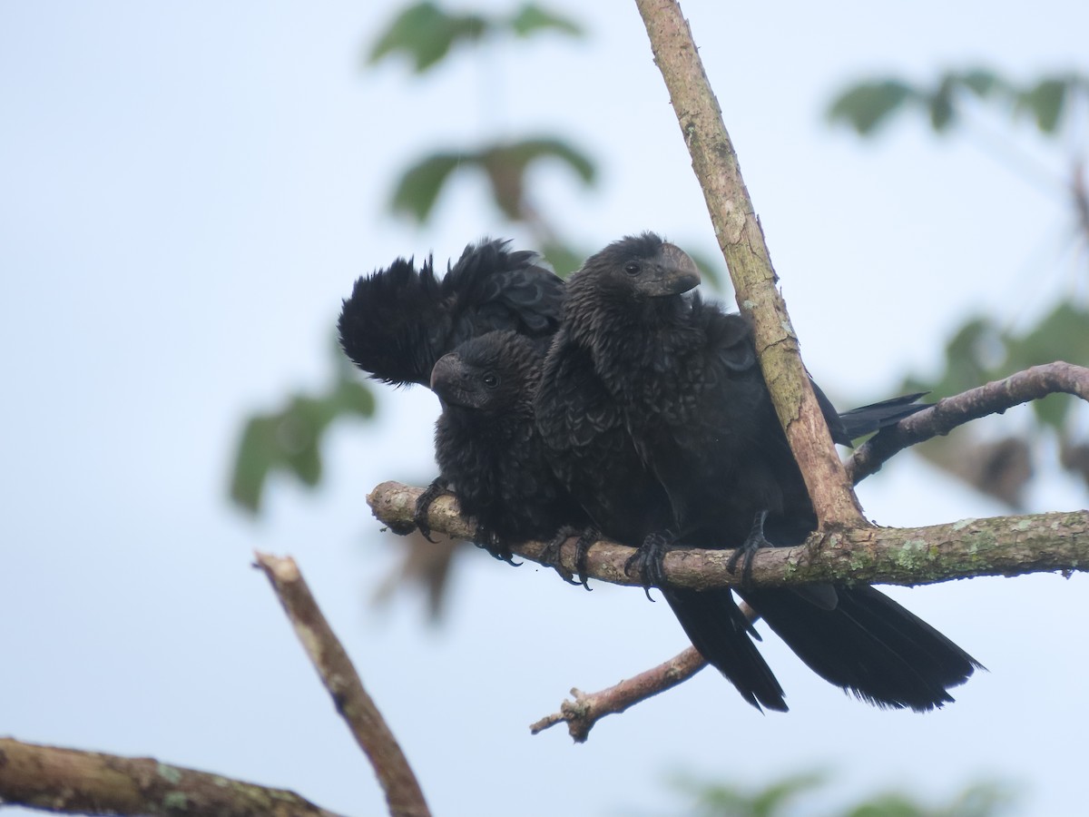 Ані товстодзьобий - ML645760371
