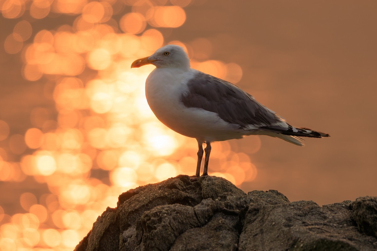 American Herring Gull - ML645760373
