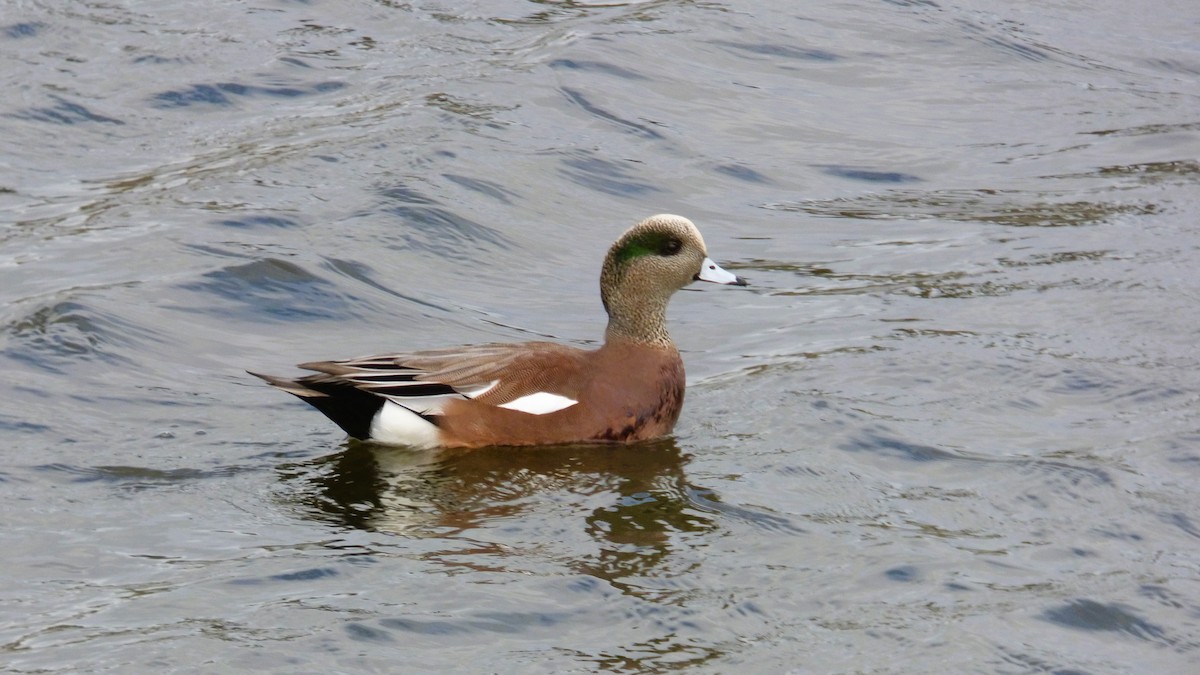 Свищ американський - ML645760380