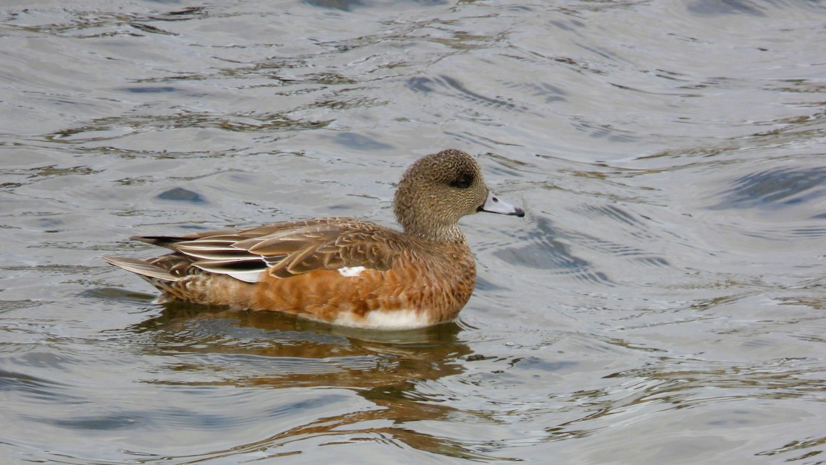 Свищ американський - ML645760381